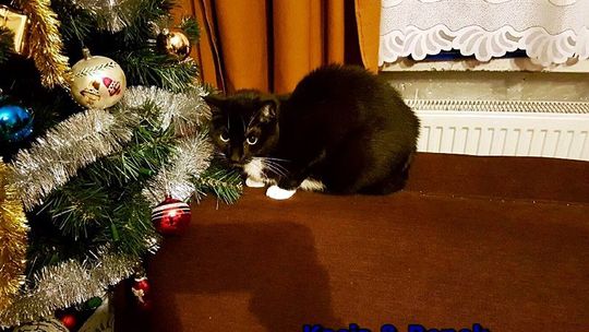 KASIA I BENEK PILNIE SZUKAJĄ DOMU