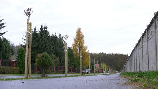 Nowe drzewa w Kunowicach i Słubicach