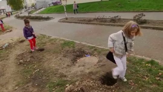 NOWE DRZEWKA W MIEŚCIE