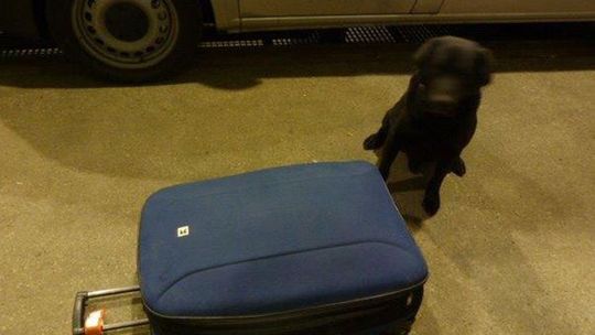 Piesek Heros wywęszył ponad 10 tys. szt. papierosów ! 