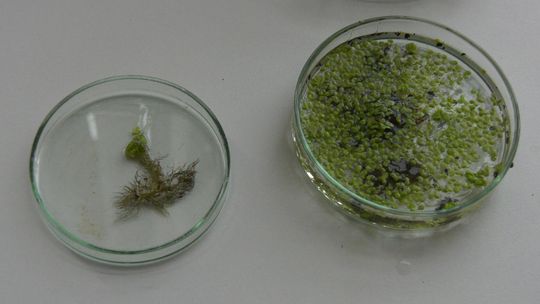Tak uczniowie ULO uczą się biologii 