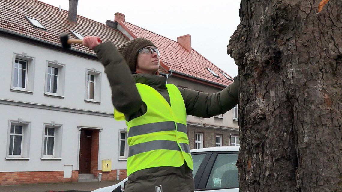 Fundacja Dziupla Inicjatyw Przyrodniczych bada drzewa