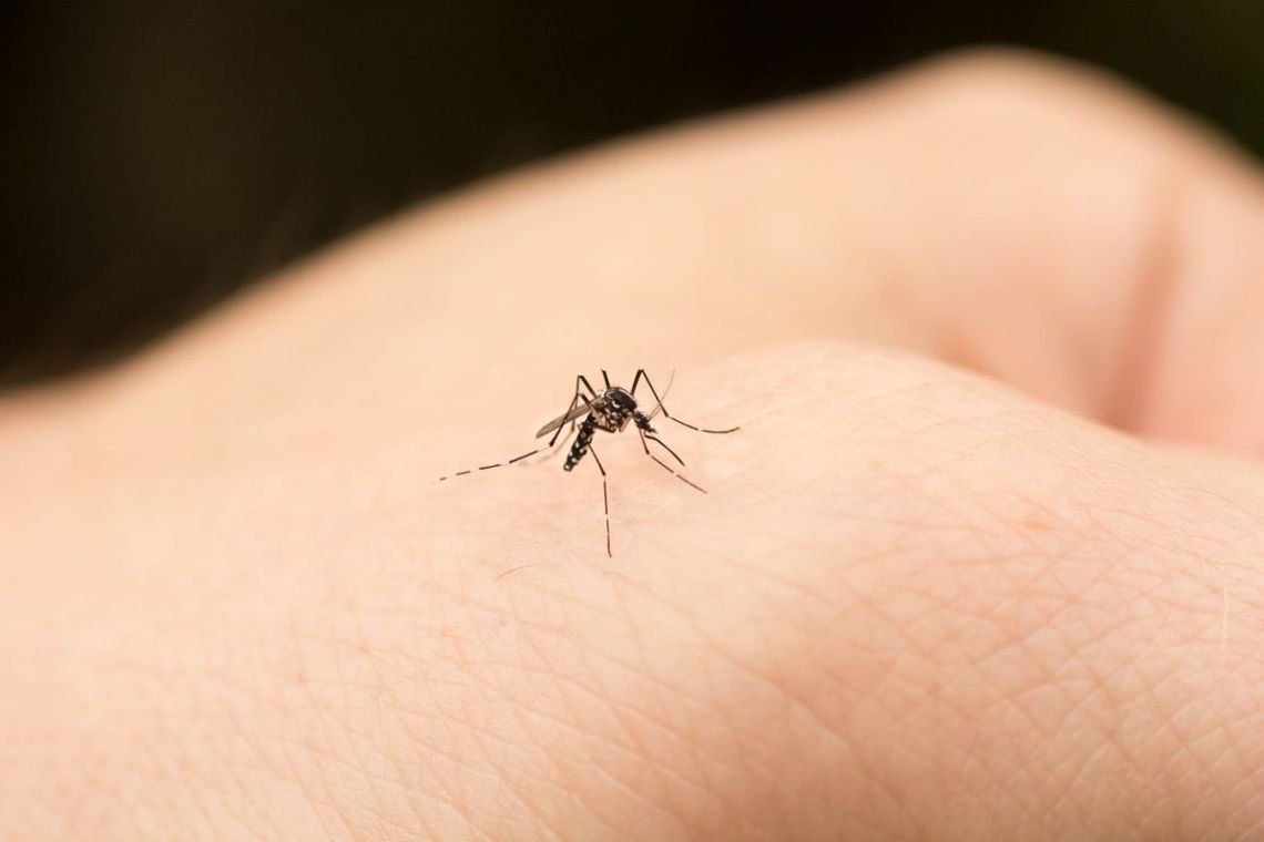 Najlepsze domowe sposoby na komary