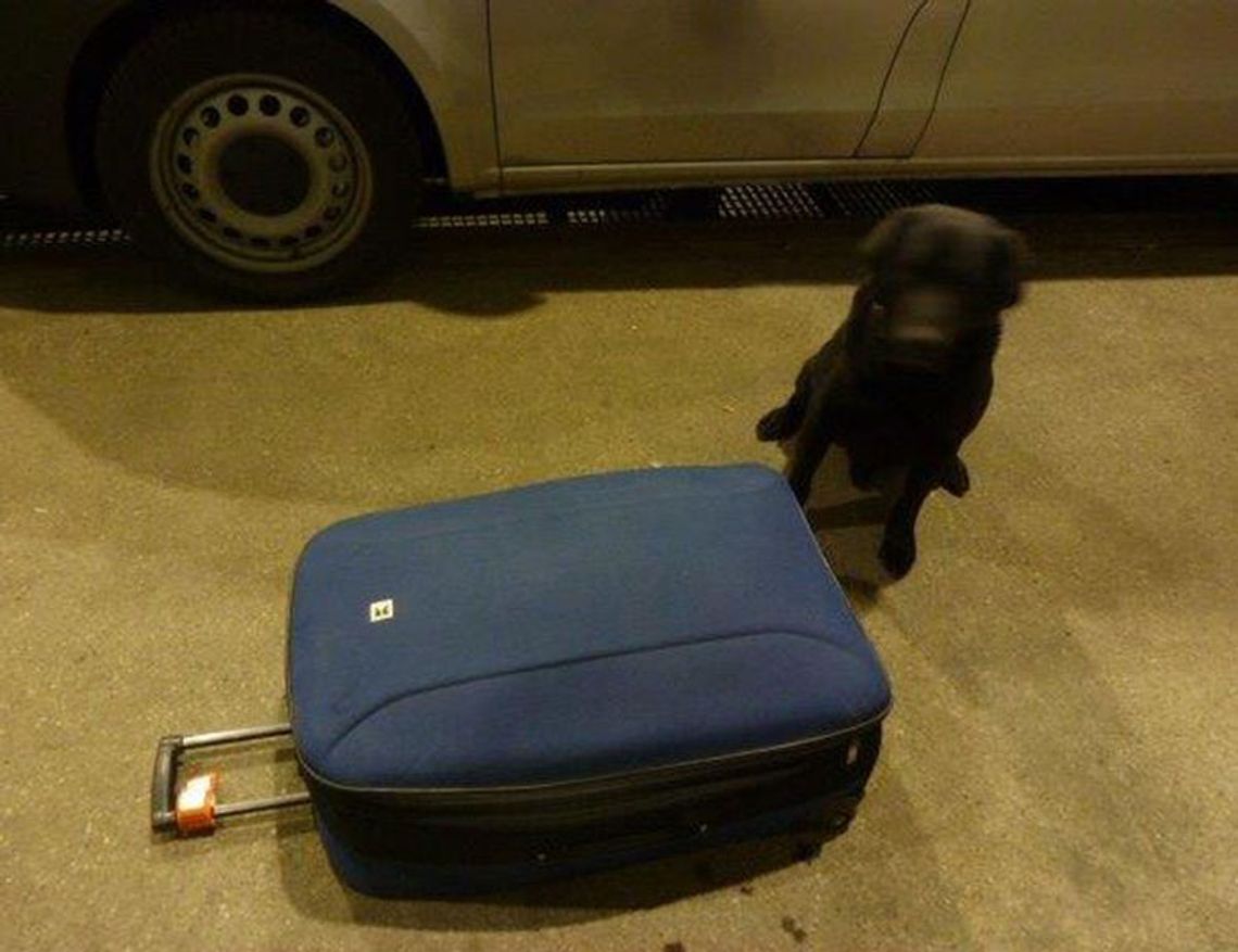 Piesek Heros wywęszył ponad 10 tys. szt. papierosów ! 