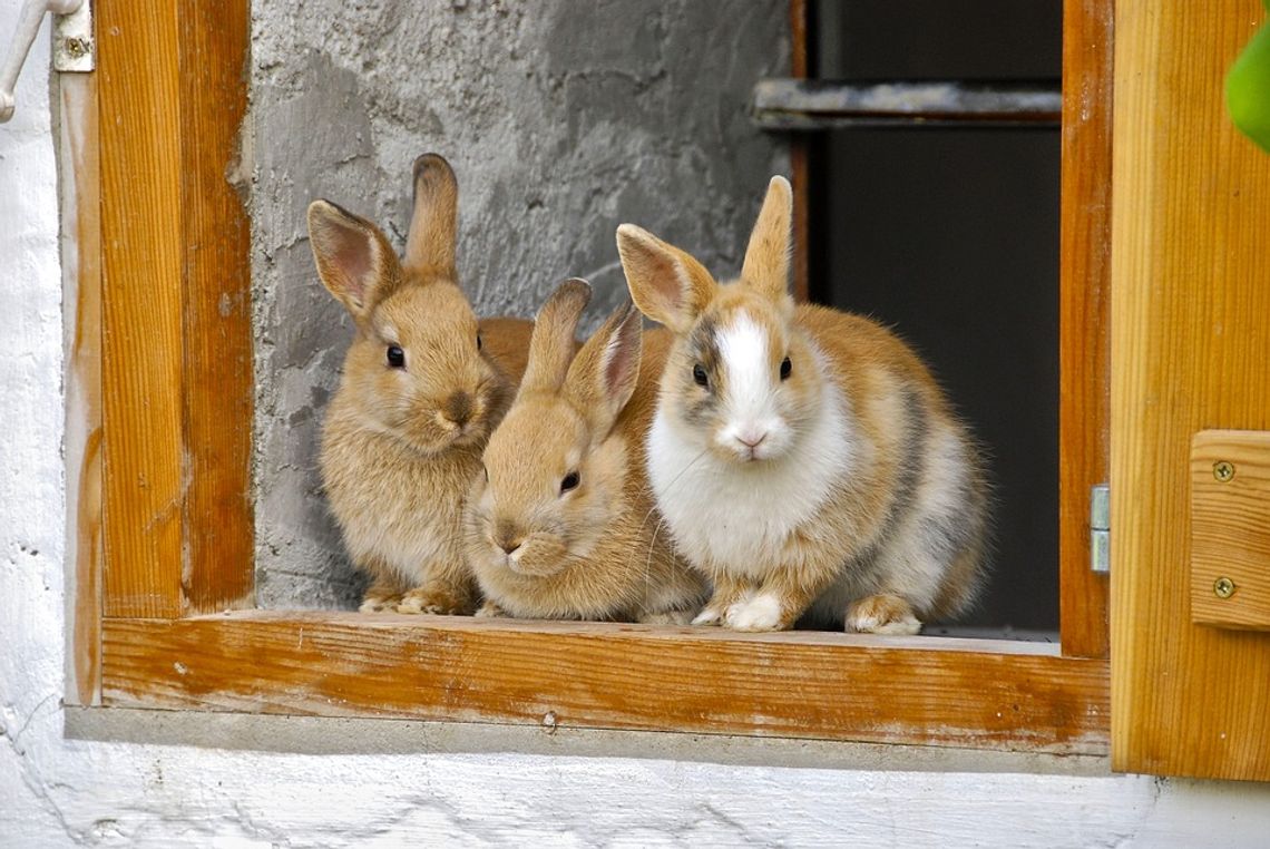 Pod wpływem alkoholu ukradli króliki i piłę spalinową - grozi im do 10 lat więzienia.