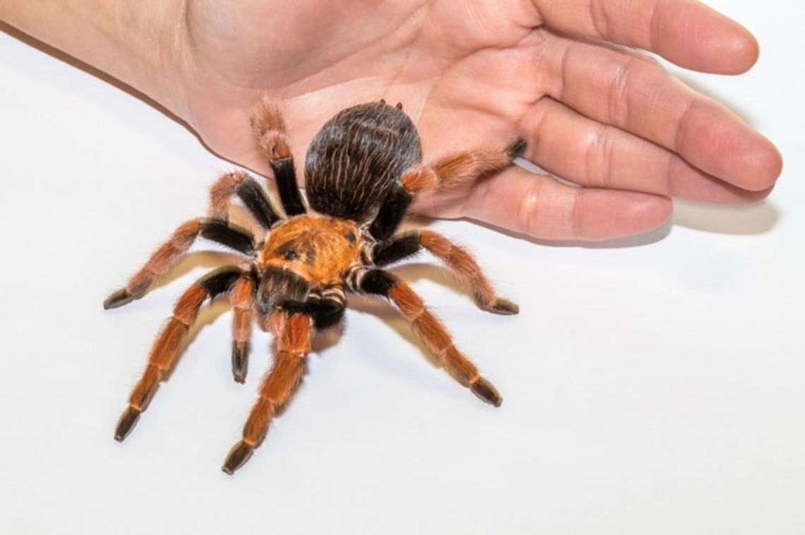W Słubicach odbędzie się wystawa "Fascynujący świat pająków i skorpionów" 